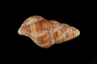 藏品(紅斑塔旋螺)的圖片
